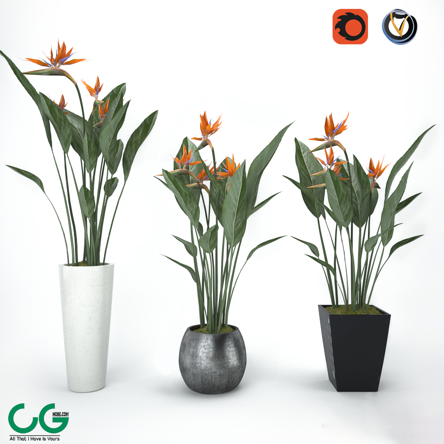 Strelitzia